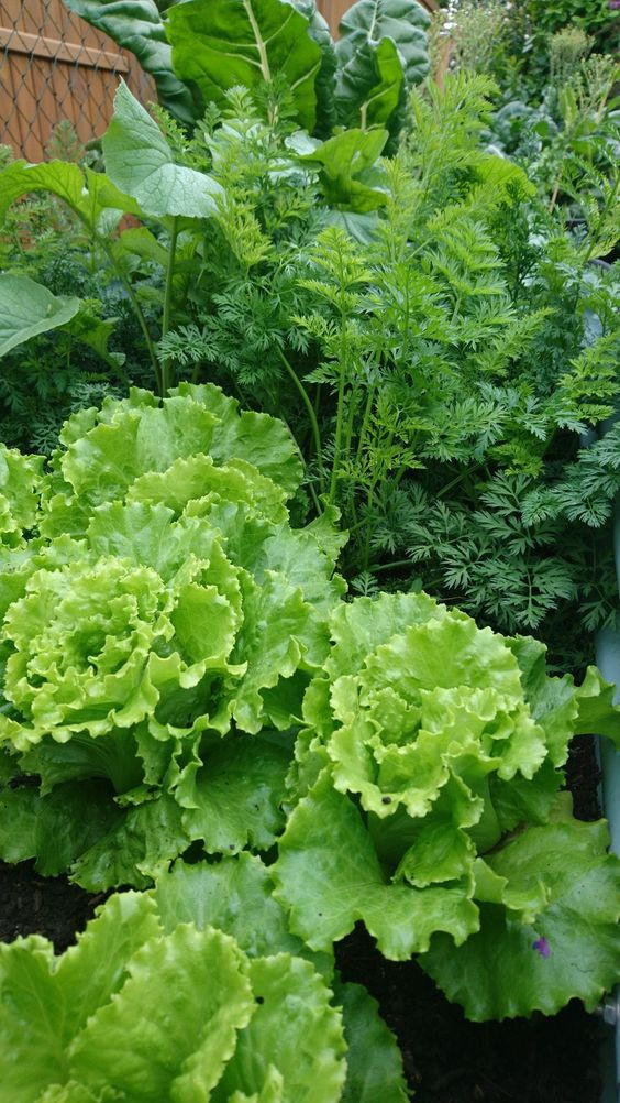 Gia đình cần người về giúp việc ở quận 12, bao ăn ở lại.